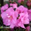 PERFECTO MUNDO® DOUBLE PURPLE AZALEA -Shrubs Central DETA 4240