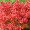 SUNJOY NEO® BARBERRY 1 SUNJOY NEO® BARBERRY -Shrubs Central DETA 4241