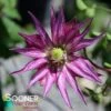 SPARKY® PURPLE CLEMATIS -Shrubs Central DETA 4245