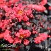CENTER STAGE® RED CRAPEMYRTLE -Shrubs Central DETA 4254