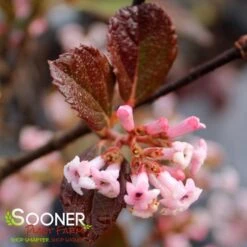 SWEET TALKER® VIBURNUM -Shrubs Central DETA 4262