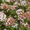 SPICE ISLAND™ VIBURNUM -Shrubs Central DETA 4272