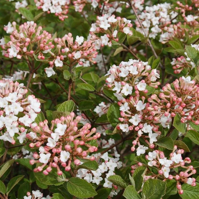 SPICE ISLAND™ VIBURNUM 3 SPICE ISLAND™ VIBURNUM