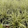 EVERGOLD VARIEGATED SEDGE -Shrubs Central DETA 4286