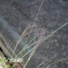 UNDAUNTED® RUBY MUHLY GRASS -Shrubs Central DETA 4310