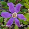 RAIN DANCE BUSH CLEMATIS -Shrubs Central DETA 4407