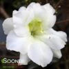 PERFECTO MUNDO® DOUBLE WHITE AZALEA -Shrubs Central DETA 4432
