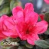 PERFECTO MUNDO® RED AZALEA -Shrubs Central DETA 4434