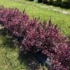 VERY FINE WINE® WEIGELA 1 VERY FINE WINE® WEIGELA -Shrubs Central DETA 4463