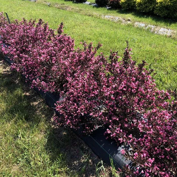 VERY FINE WINE® WEIGELA 3 VERY FINE WINE® WEIGELA