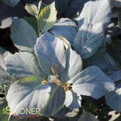BLUE SHADOW WITCH ALDER -Shrubs Central DETA 452