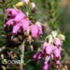 PIRBRIGHT ROSE HEATHER -Shrubs Central DETA 4642