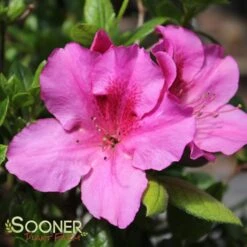 AUTUMN ROYALTY® ENCORE® AZALEA 7 AUTUMN ROYALTY® ENCORE® AZALEA -Shrubs Central DETA 467