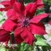 BOULEVARD® NUBIA™ CLEMATIS -Shrubs Central DETA 4674