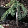 WEEPING WHITE SPRUCE -Shrubs Central DETA 4759