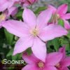 SALLY™ CLEMATIS 1 SALLY™ CLEMATIS -Shrubs Central DETA 4766