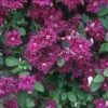 PURPUREA PLENA ELEGANS CLEMATIS -Shrubs Central DETA 4767