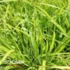 PRAIRIE WINDS® LEMON SQUEEZE FOUNTAIN GRASS 1 PRAIRIE WINDS® LEMON SQUEEZE FOUNTAIN GRASS -Shrubs Central DETA 4824