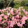 PERFECTO MUNDO® PINK CARPET® AZALEA 2 PERFECTO MUNDO® PINK CARPET® AZALEA -Shrubs Central DETA 4831
