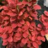 SUNJOY ORANGE PILLAR® BARBERRY -Shrubs Central DETA 4832
