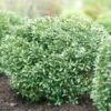 STRONGBOX® INKBERRY 2 STRONGBOX® INKBERRY -Shrubs Central DETA 4840
