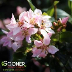 LA VIDA MÁS® INDIAN HAWTHORN