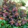MIDNIGHT SUN® WEIGELA -Shrubs Central DETA 4855