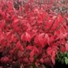 LITTLE MOSES™ DWARF BURNING BUSH -Shrubs Central DETA 4862