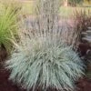 SHINING STAR™ LITTLE BLUESTEM -Shrubs Central DETA 4974