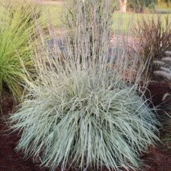 SHINING STAR™ LITTLE BLUESTEM