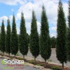 TAYLOR JUNIPER - FORMAL STYLE -Shrubs Central DETA 5085