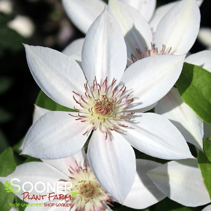 CORINNE™ CLEMATIS 3 CORINNE™ CLEMATIS