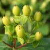 HYPERBERRIES GOLD ST. JOHN'S WORT -Shrubs Central DETA 5111