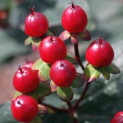 HYPERBERRIES MAROON ST. JOHN'S WORT