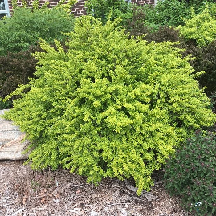 RASPBERRY LEMONADE™ NINEBARK 4 RASPBERRY LEMONADE™ NINEBARK - Image 2