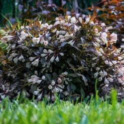 AFTERGLOW™ WEIGELA -Shrubs Central DETA 5195