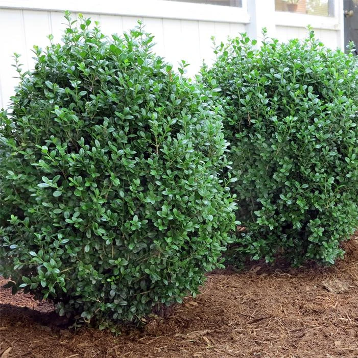 NEWGEN® FREEDOM™ BOXWOOD 4 NEWGEN® FREEDOM™ BOXWOOD - Image 2