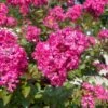 GREATMYRTLE™ CHERRY DELIGHT CRAPEMYRTLE -Shrubs Central DETA 5237