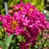 GREATMYRTLE™ RED VELVET CRAPEMYRTLE -Shrubs Central DETA 5240