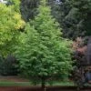 JADE PRINCE® DAWN REDWOOD -Shrubs Central DETA 5299