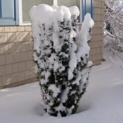 STONEHENGE SKINNY® YEW