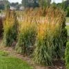 GOLDEN SUNSET® INDIAN GRASS -Shrubs Central DETA 5325