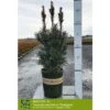 IRISH YEW -Shrubs Central DETA 5349