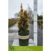 GOLDEN IRISH YEW -Shrubs Central DETA 5350