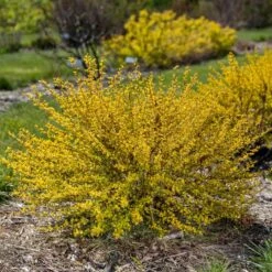 LUCKY DEVIL® NINEBARK -Shrubs Central DETA 5351