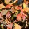 LACETTE™ FRAGRANT SUMAC 1 LACETTE™ FRAGRANT SUMAC -Shrubs Central DETA 5358