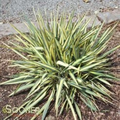 COLOR GUARD YUCCA 7 COLOR GUARD YUCCA -Shrubs Central DETA 537