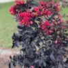 THUNDERSTRUCK™ RUBY™ CRAPEMYRTLE 1 THUNDERSTRUCK™ RUBY™ CRAPEMYRTLE -Shrubs Central DETA 5387