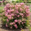 BELLINI® GUAVA CRAPEMYRTLE -Shrubs Central DETA 5389