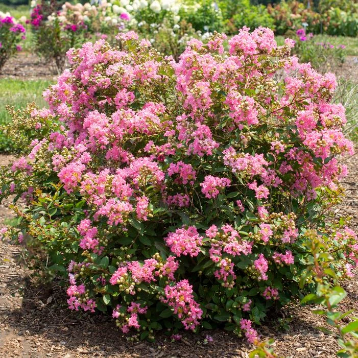 BELLINI® GUAVA CRAPEMYRTLE 3 BELLINI® GUAVA CRAPEMYRTLE
